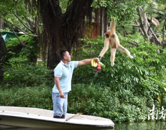 過節(jié)了！深圳野生動物園長臂猿喜獲“水果大餐”